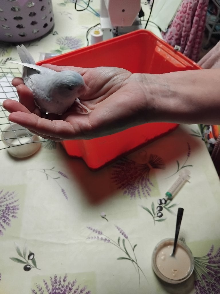 Forpus eam, Animaux & Accessoires, Plusieurs animaux, Perroquet nain ou Inséparable, Domestique
