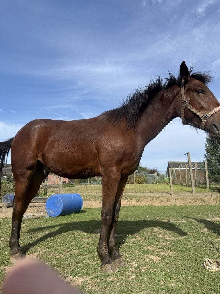 qauter gorse, Dieren en Toebehoren, Gechipt, Minder dan 160 cm, Ruin, Zadelmak