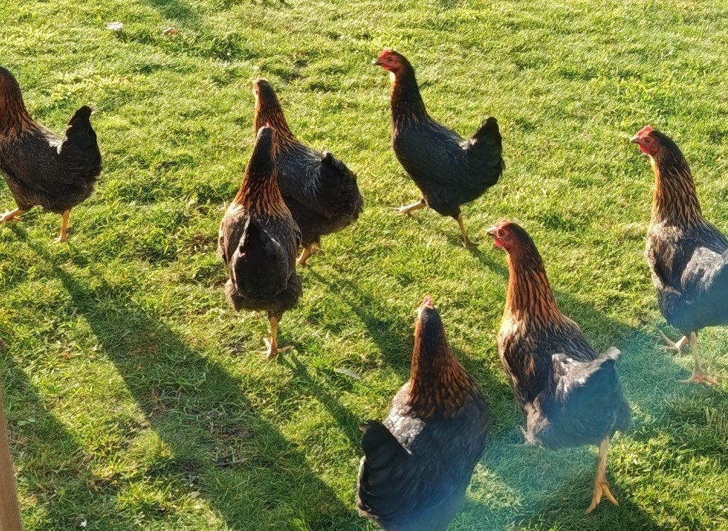 harco legkippen, Dieren en Toebehoren, Kip