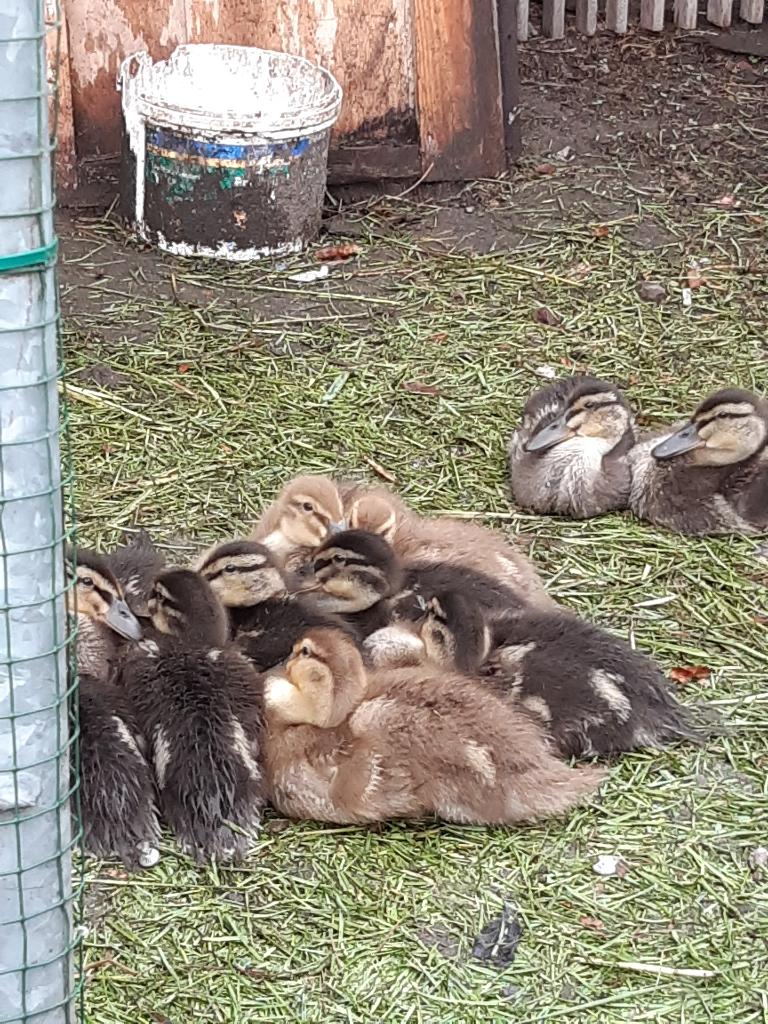 12 mooie eendjes, Dieren en Toebehoren, Pluimvee, Eend