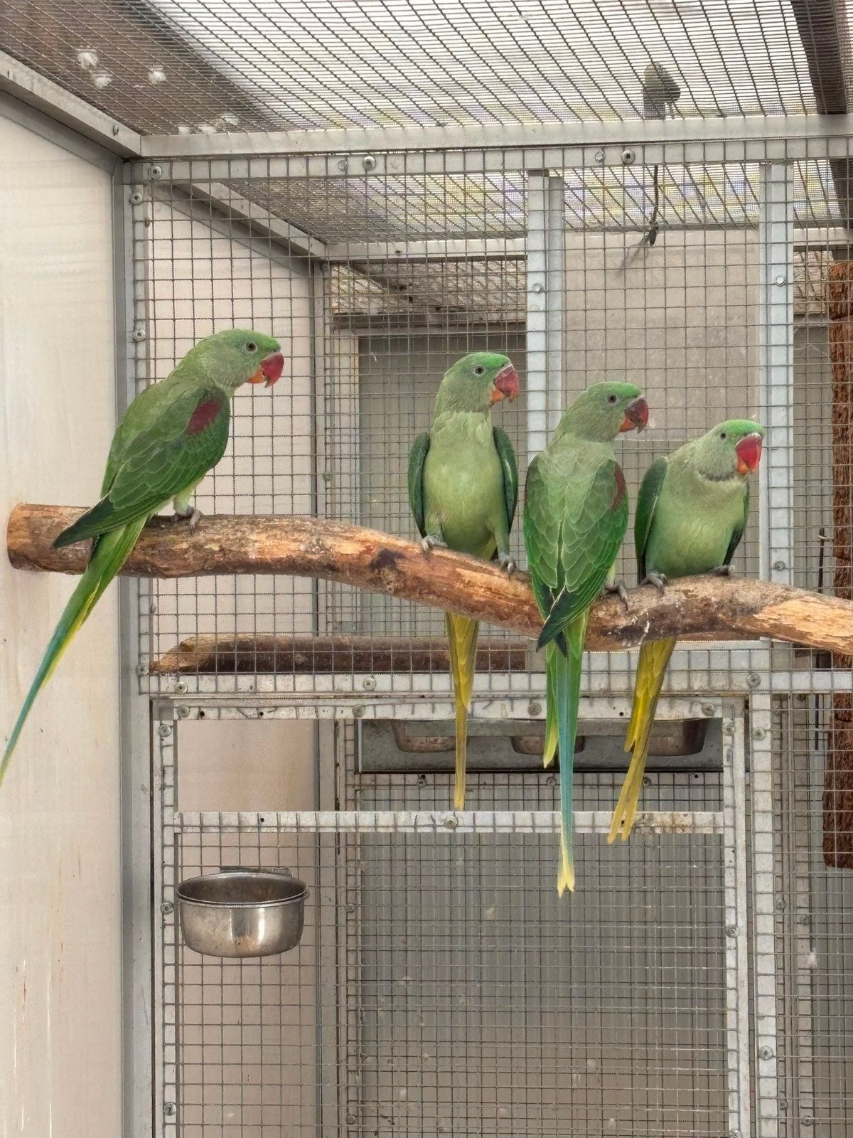 grote alexander parkieten, Meerdere dieren, Parkiet, Geringd
