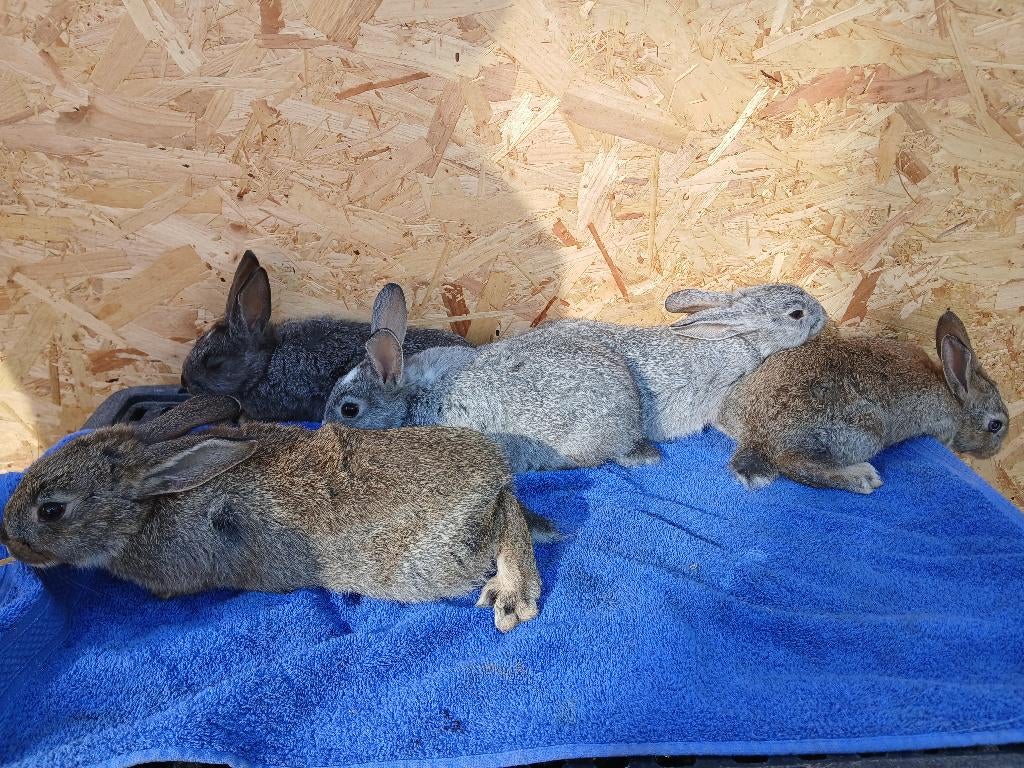 speenkonijnen, Dieren en Toebehoren, Konijnen, Meerdere dieren, Middelgroot, 0 tot 2 jaar