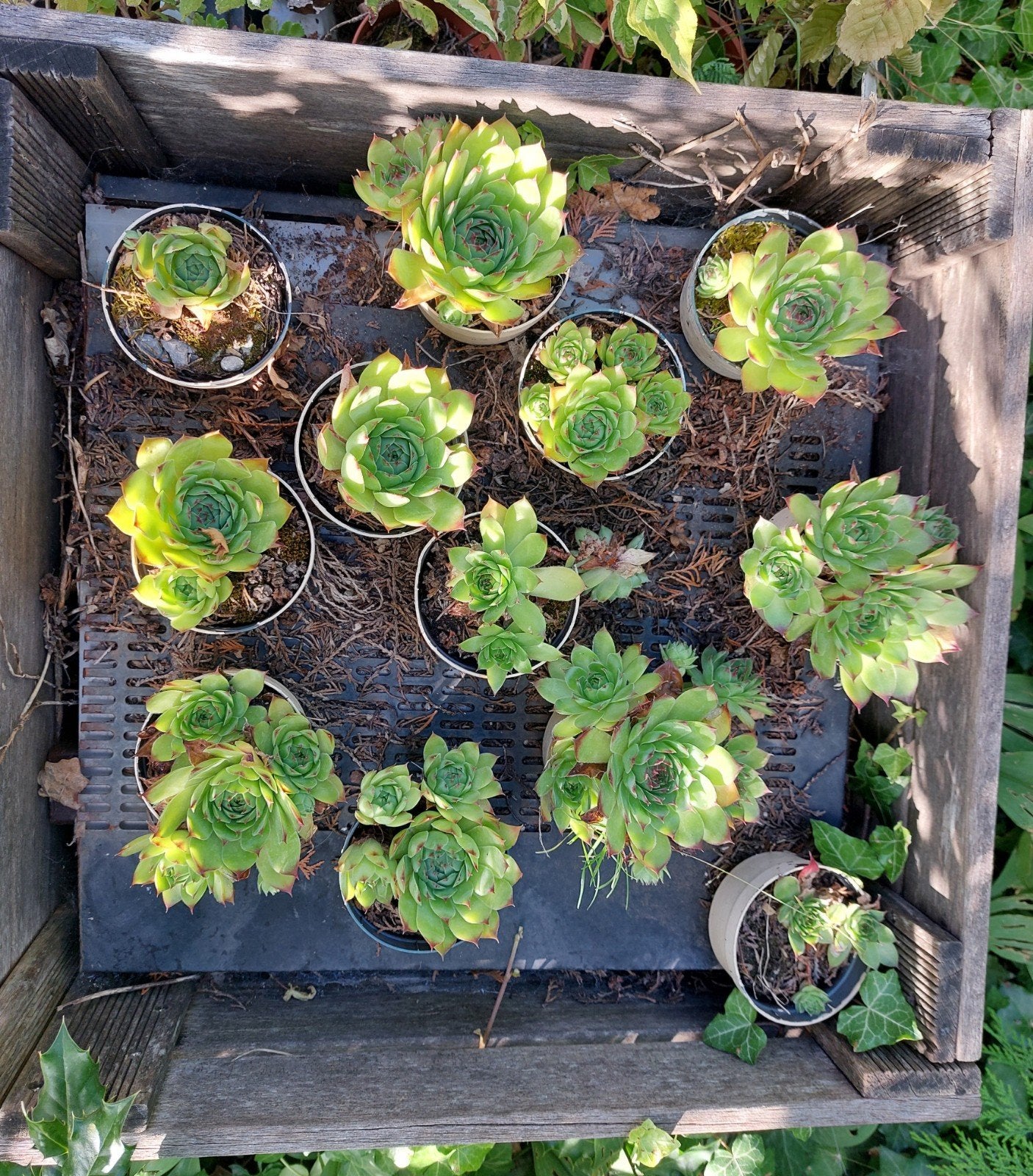 Bocaux Semperium (look maison), Jardin & Terrasse, Plantes | Jardin, Enlèvement