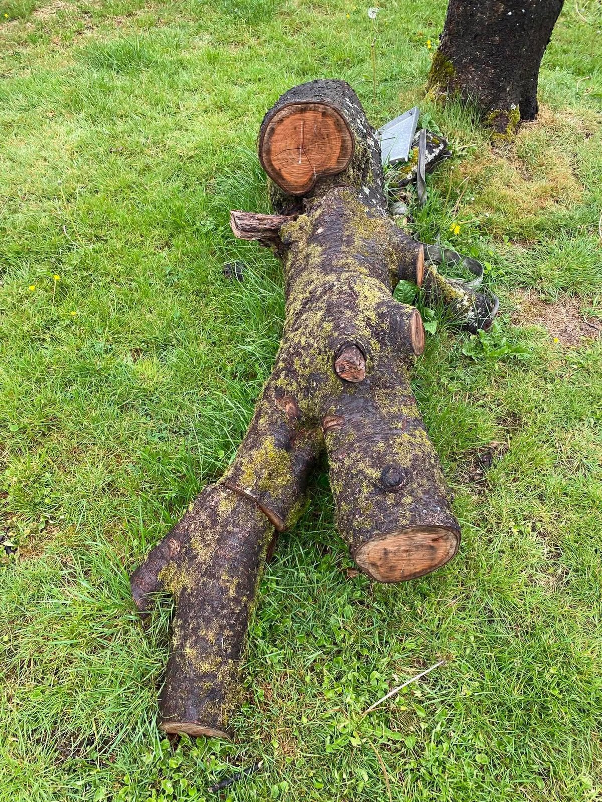 Demontage darbre et abatage, 6 m³ of meer, Ophalen, Eikenhout, Stammen