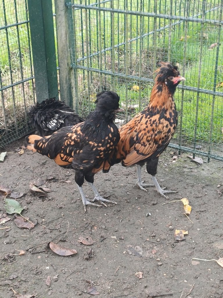 Te koop trio baardkuifhoen (padua) van 2026., Meerdere dieren, Kip