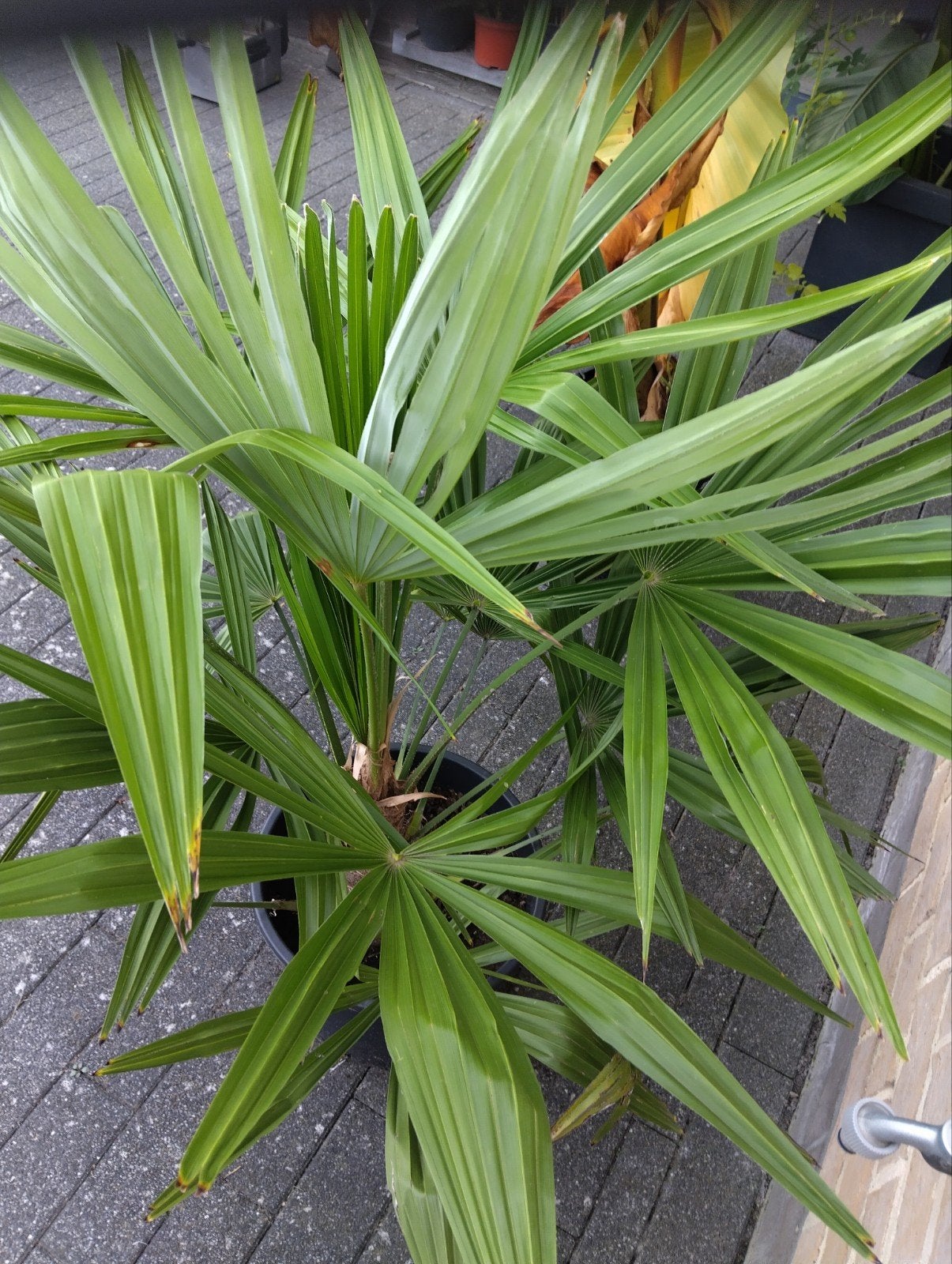 palmboom, Tuin en Terras, Ophalen