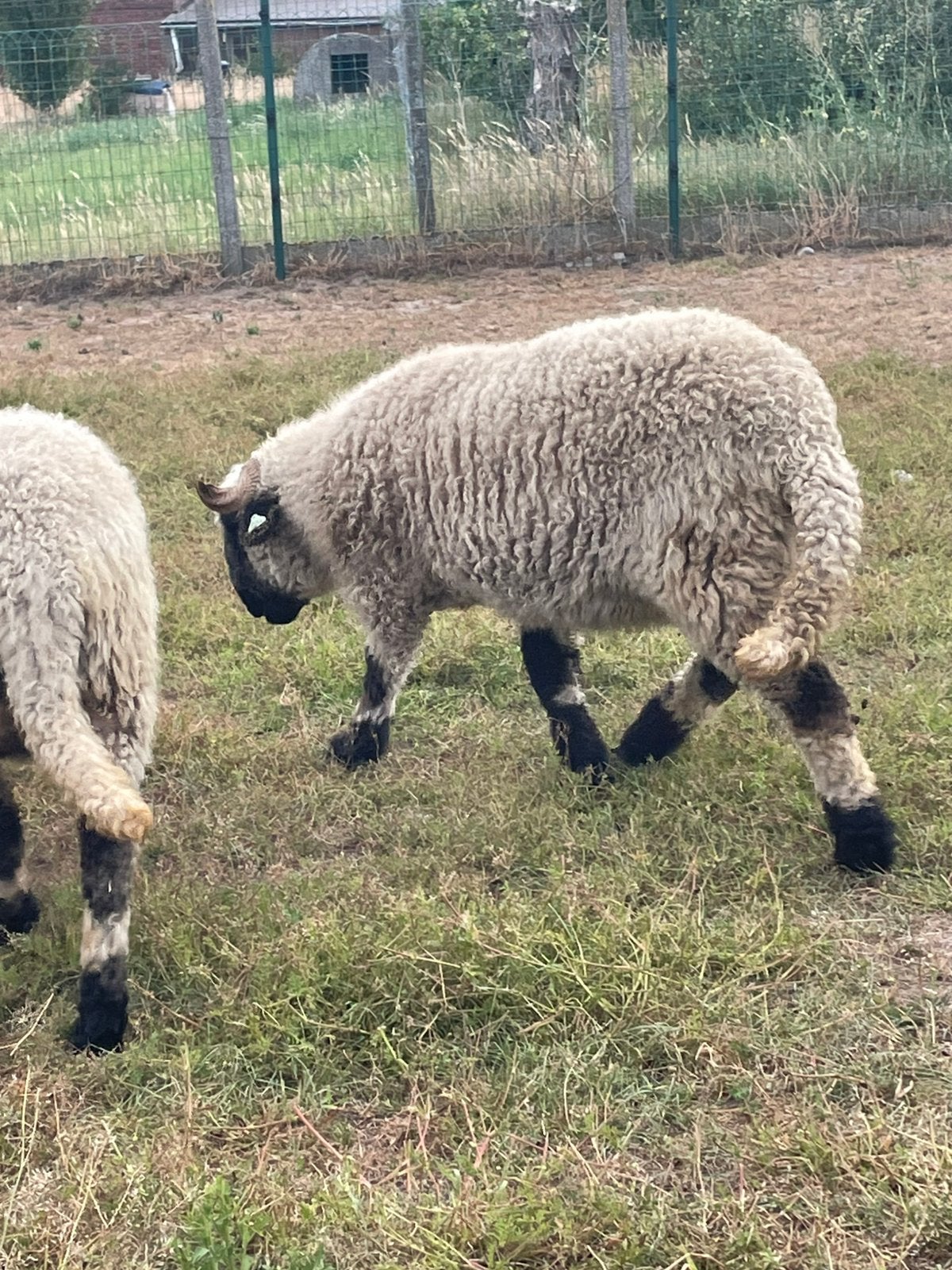 Walliser schwarznase ooi