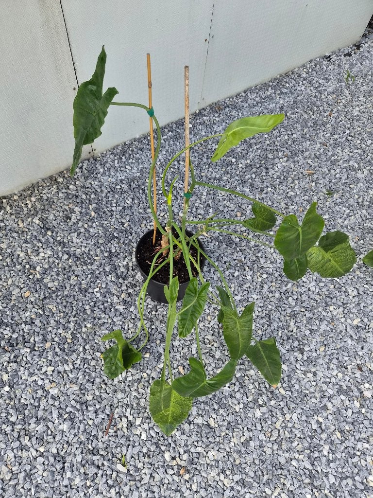 Philodendron Paraiso Verde, Ophalen