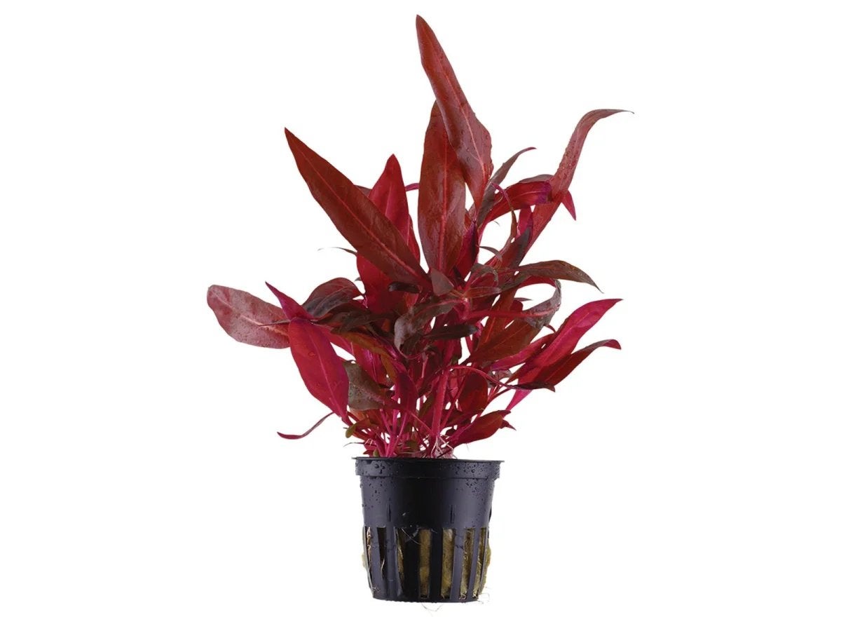 Plante d'aquarium Alternanthera reineckii, Animaux & Accessoires, Enlèvement, Comme neuf
