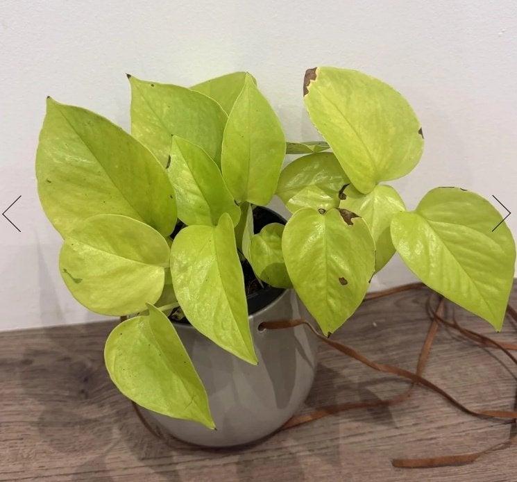 Epipremnum Neon, Huis en Inrichting, Kamerplanten, Overige soorten, Minder dan 100 cm, Groene kamerplant, Halfschaduw
