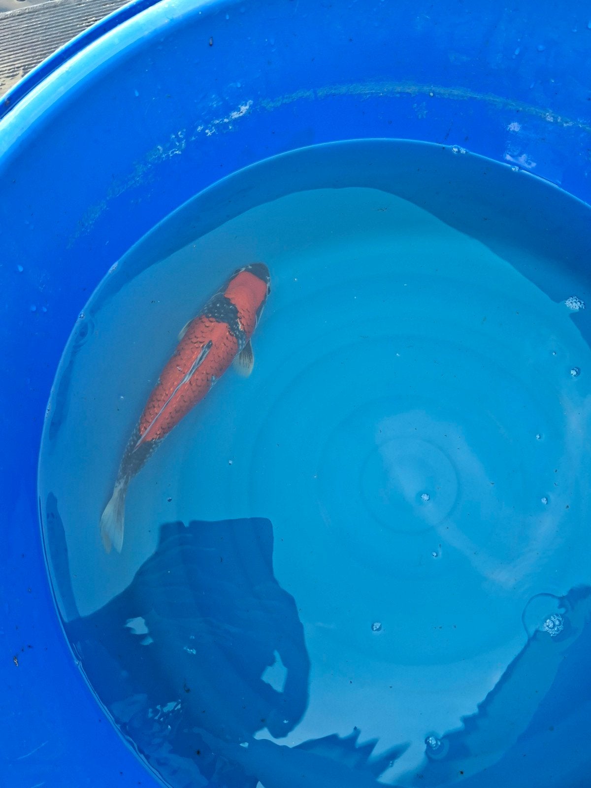 Japanse koi goshiki, Karper of Koi