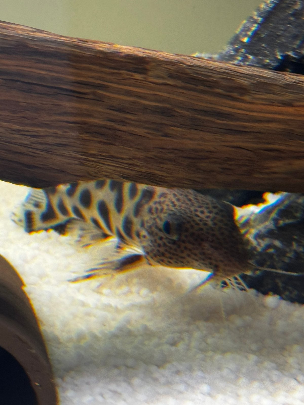 Synodontis petricola te koop, Poisson, Poisson d'eau douce