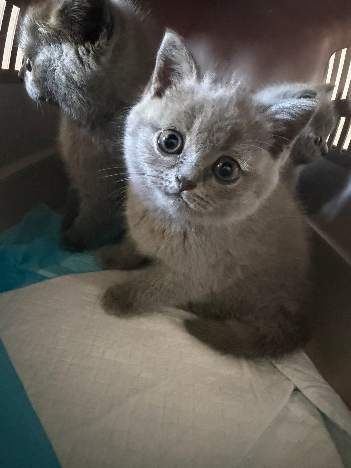 Britse korthaar kitten, Dieren en Toebehoren, Katten en Kittens | Raskatten | Korthaar, Poes, Gechipt, 0 tot 2 jaar
