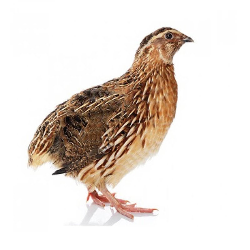 Japanse kwartel haantjes gezocht, Dieren en Toebehoren, Pluimvee