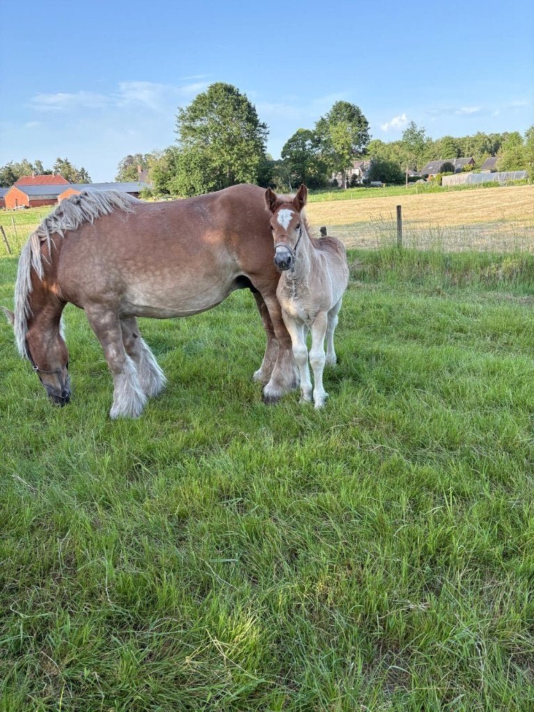 Trekpaard hengstveulen (vos), Animaux & Accessoires, Chevaux, Étalon, Ne s'applique pas, 0 à 2 ans, Avec pedigree, Avec puce électronique