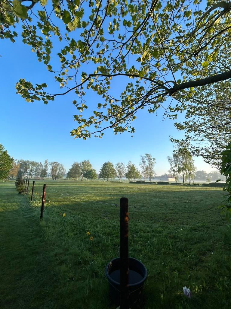 Weide, stalling, ‘pension’ aangeboden voor kleine pony, Dieren en Toebehoren