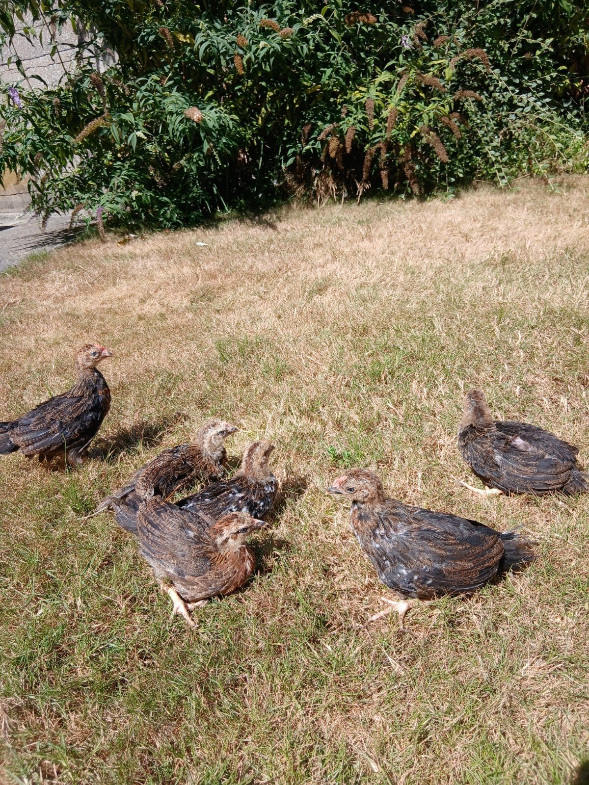 Kuikens geboren op 13/07, Sexe inconnu, Poule ou poulet