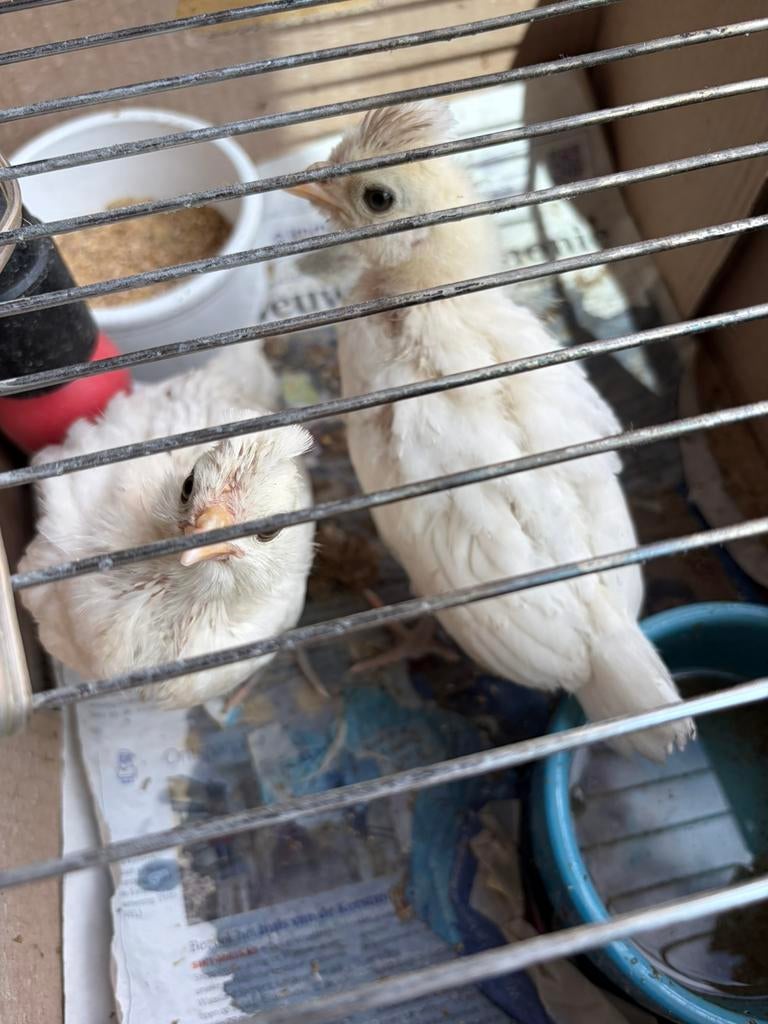 Padua kuikens wit, Dieren en Toebehoren