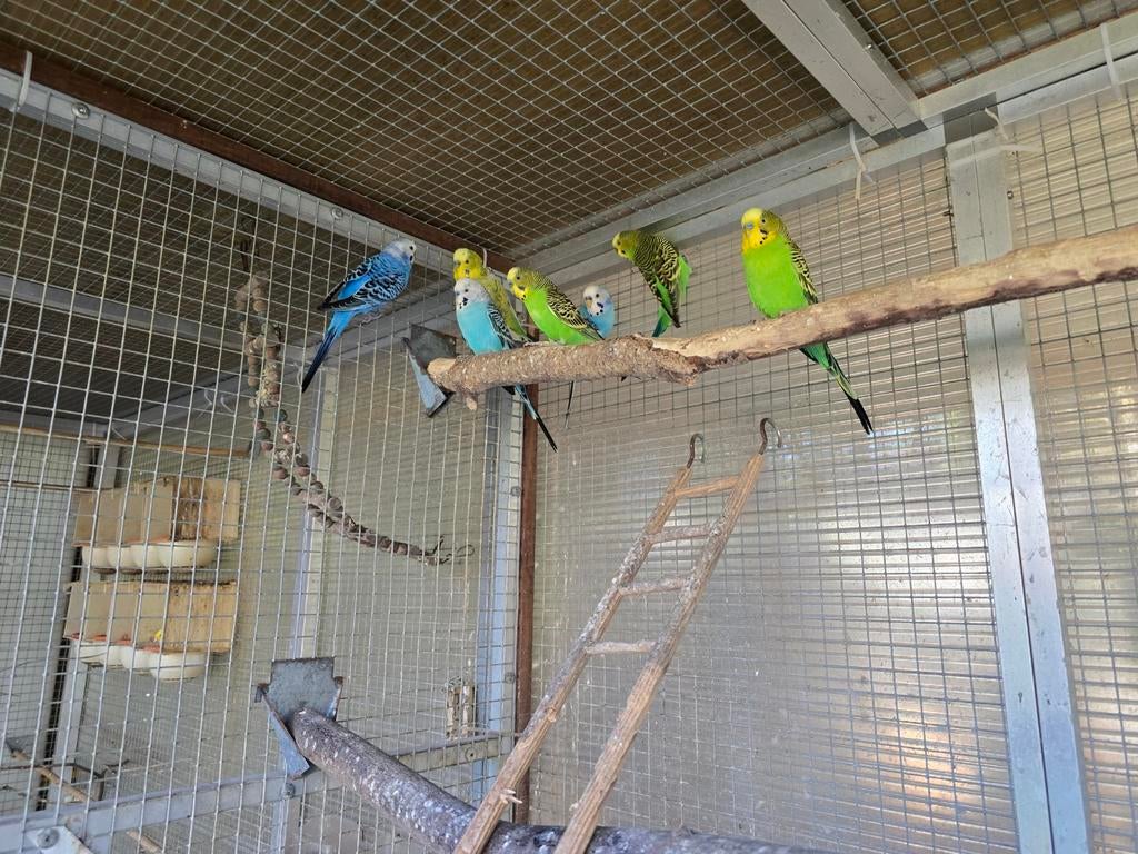 Grasparkieten, Dieren en Toebehoren, Vogels | Parkieten en Papegaaien