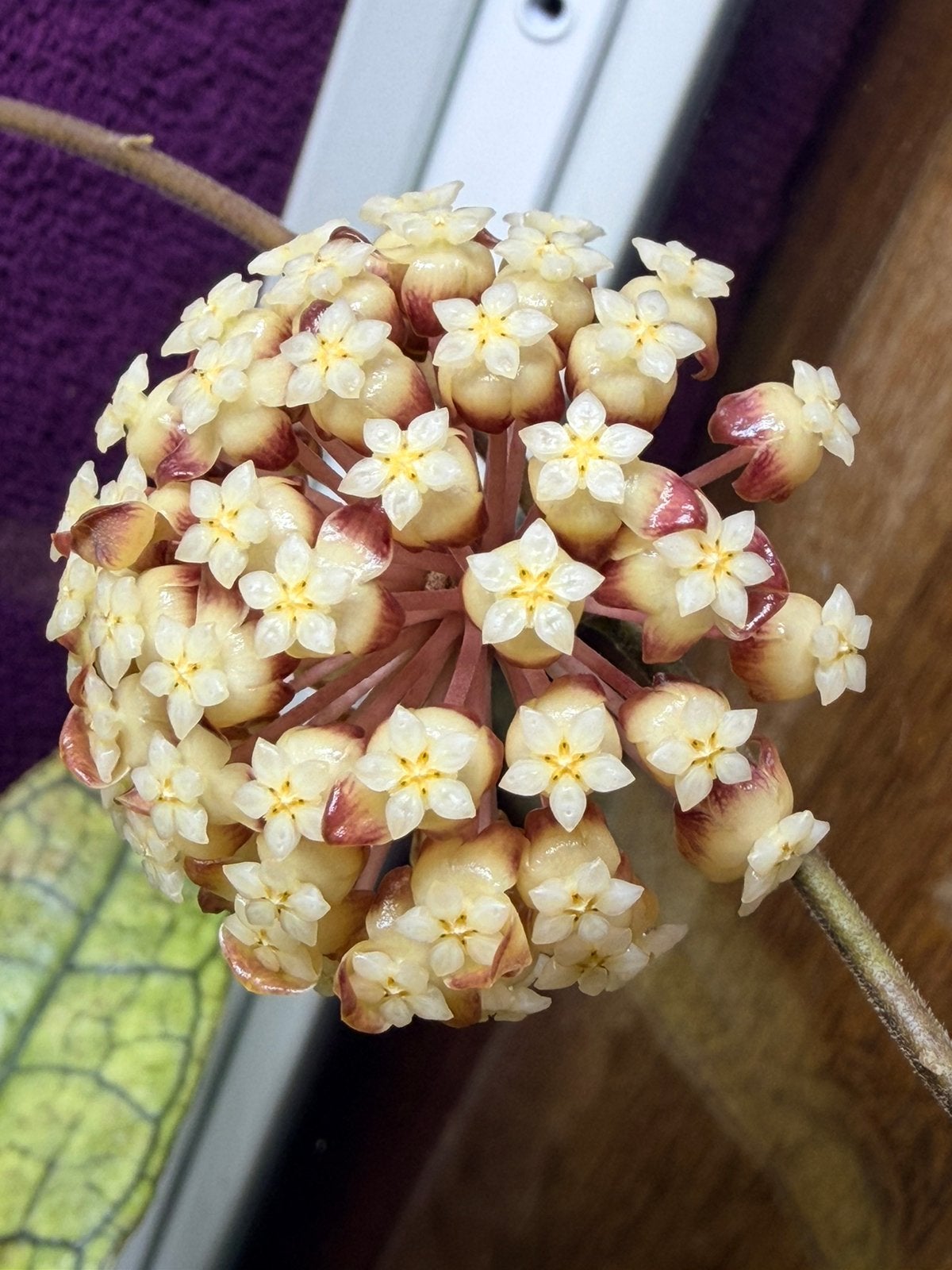 Hoya Finlaysonii epc 317, Huis en Inrichting, Kamerplanten, Ophalen of Verzenden