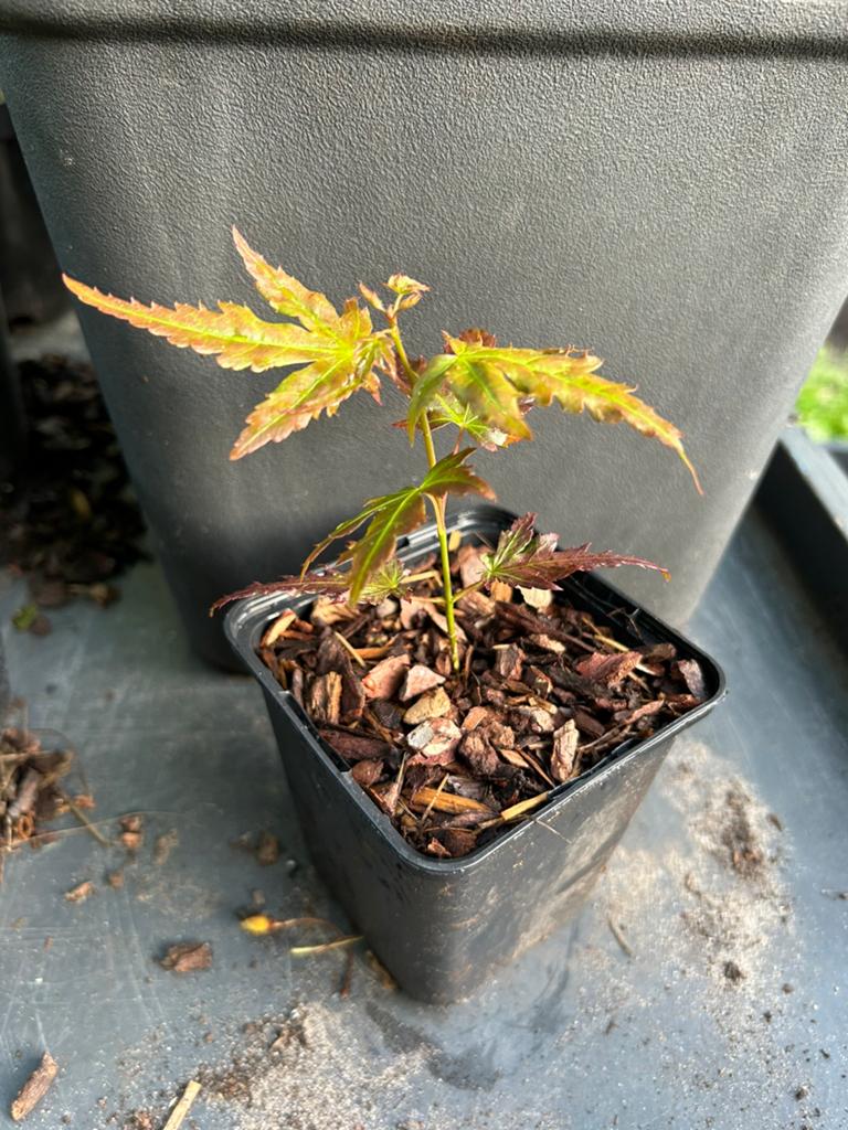 Japanse esdoorn, Tuin en Terras, Ophalen