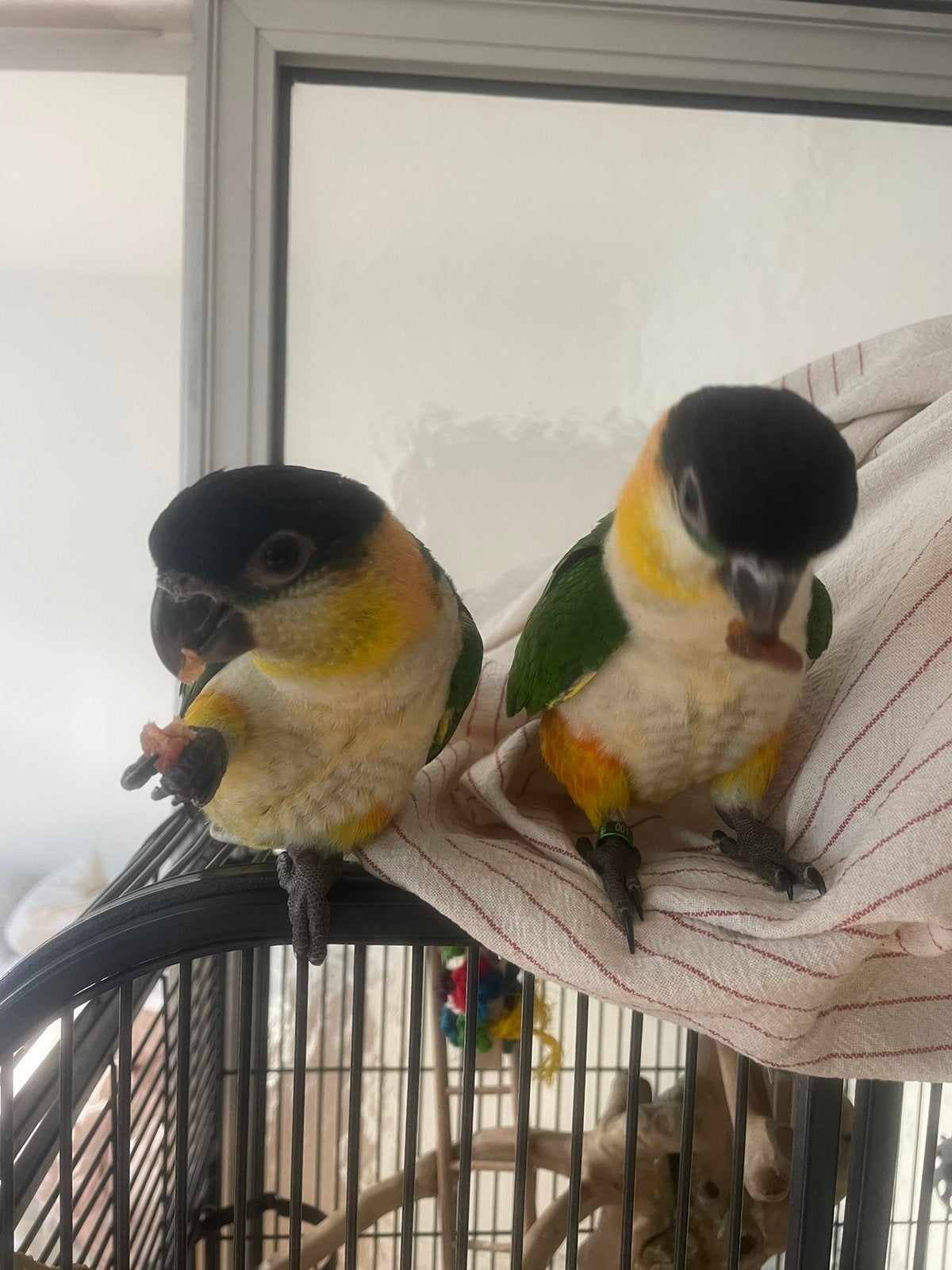 Twee tamme zwartkop caique