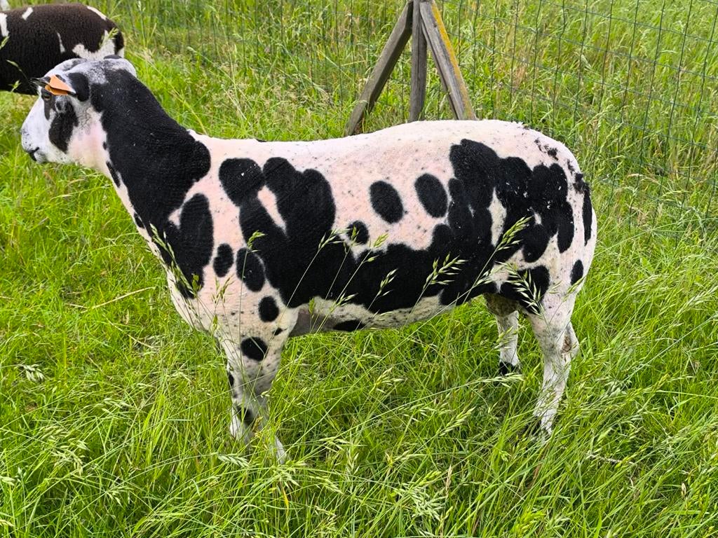 Baggerbonte ram 13 maand oud zeer goede kweek, Dieren en Toebehoren