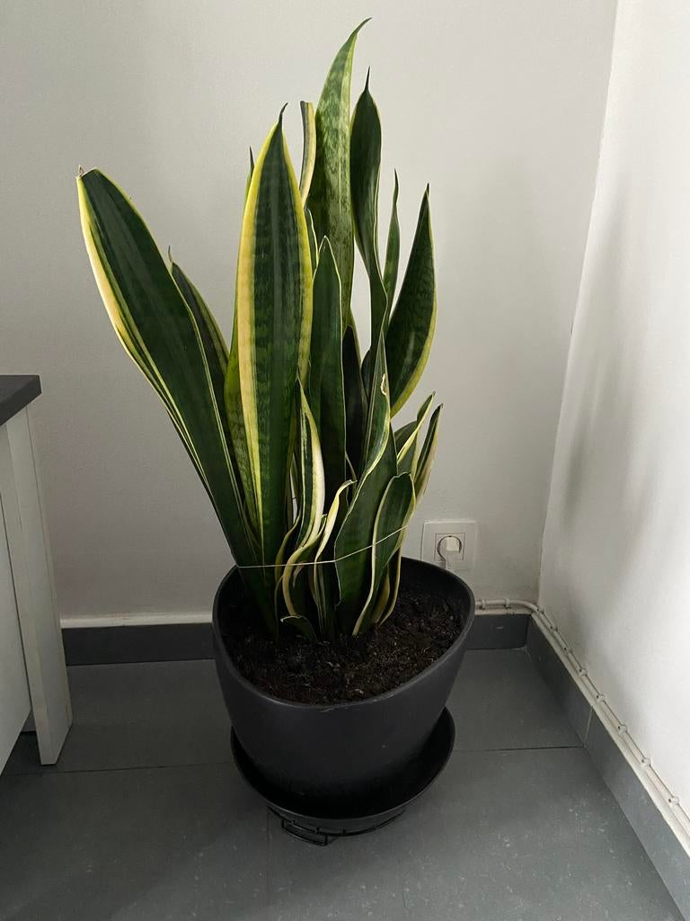 Très belle plante Sanseveria, Ophalen