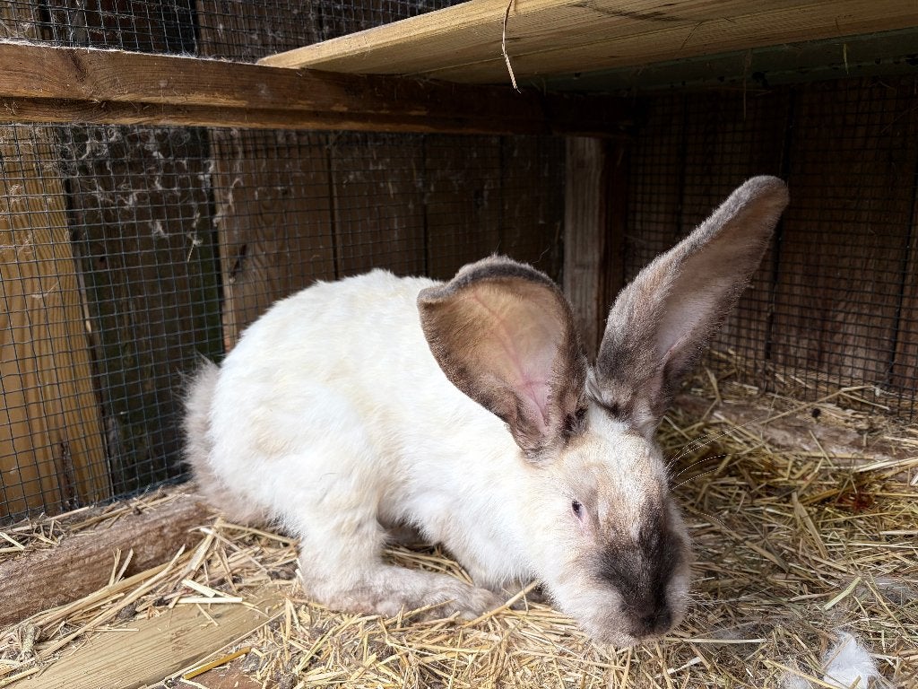 Infirmière pour lapins Salander, Femelle, Taille moyenne