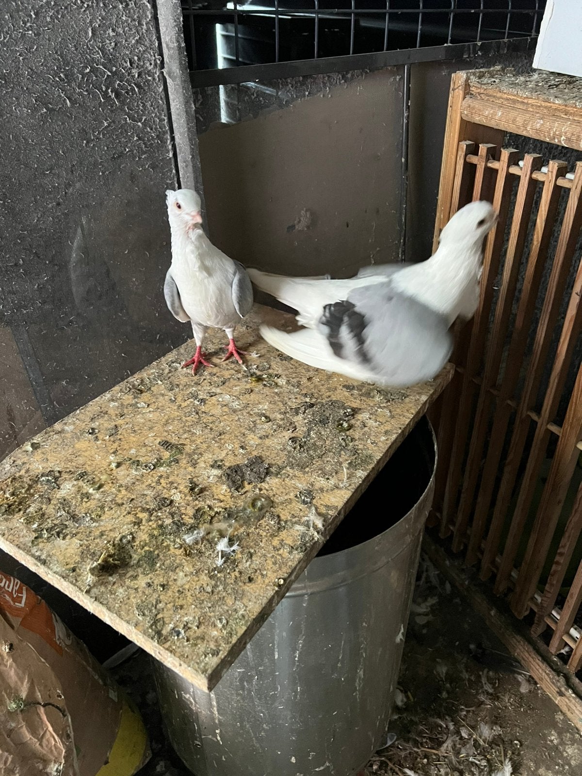 Duitse duif 30 €, Dieren en Toebehoren