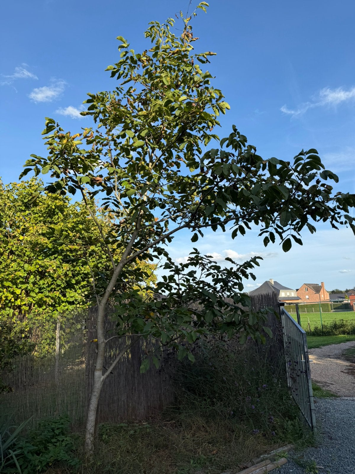 Notenboom, Tuin en Terras, Ophalen, Zomer, Overige soorten, 400 cm of meer