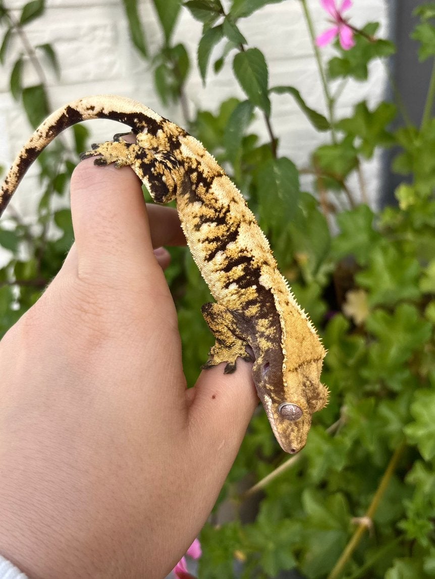 Leuke extreme harlequin wimpergekko 1.0 man, Dieren en Toebehoren