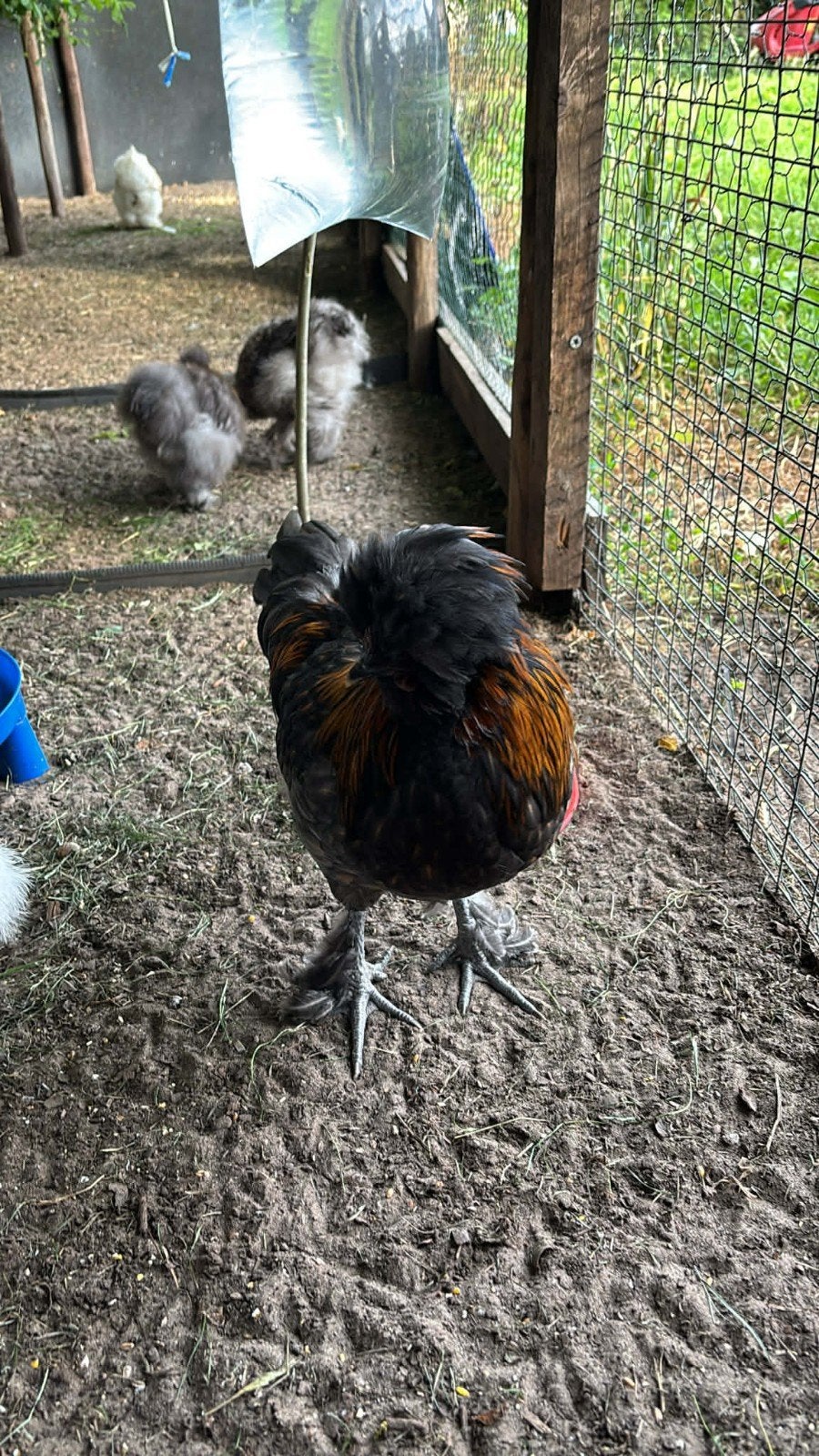 Silkfowl  Padua Rooster (GRATUIT !), Animaux & Accessoires