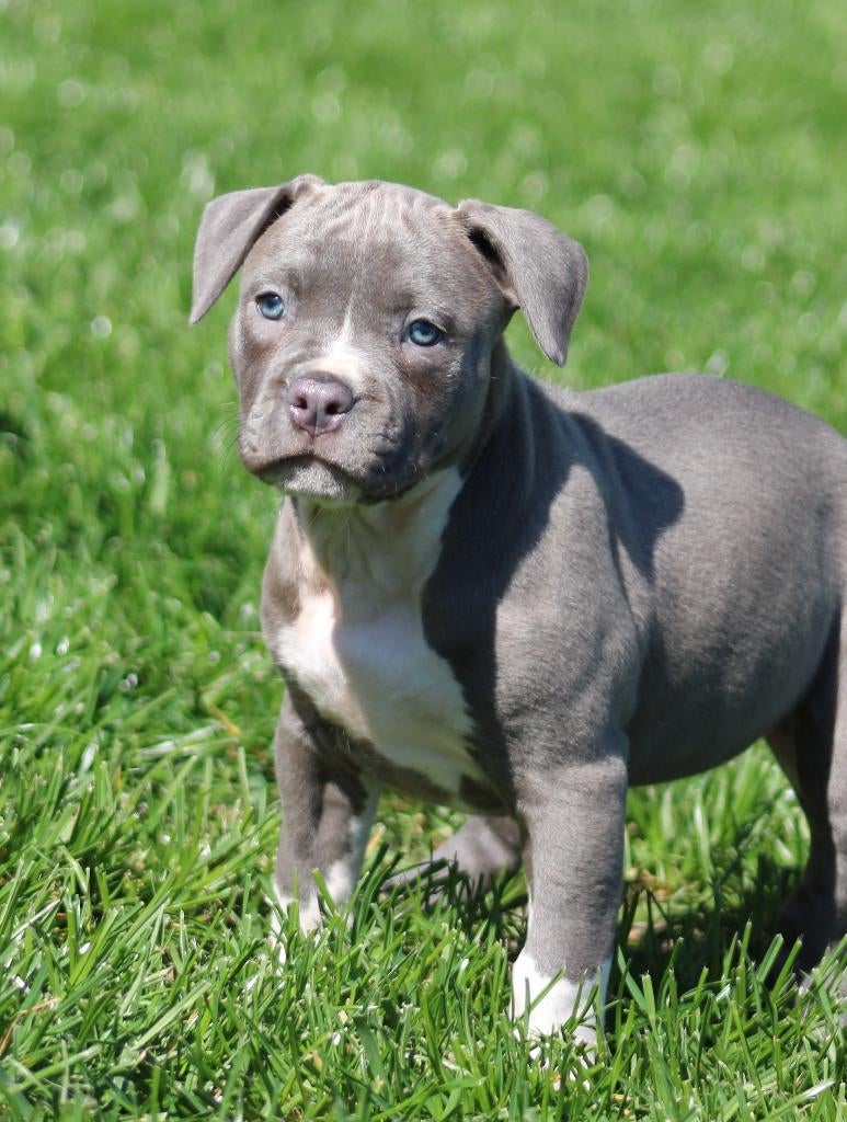 Amerikaanse Stafford pups, Dieren en Toebehoren, Parvo, België, 8 tot 15 weken, American Staffordshire Terriër