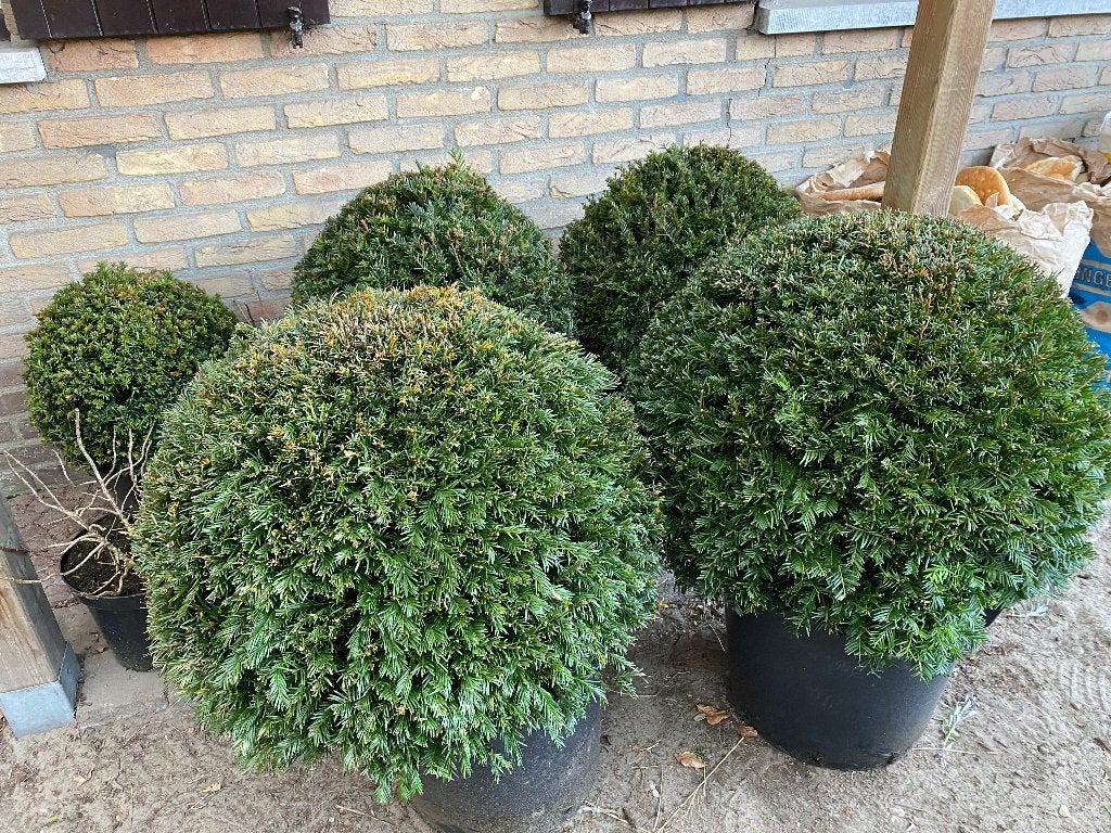 Ilex en Taxus Bollen, Tuin en Terras, Ophalen, Taxus, Struik