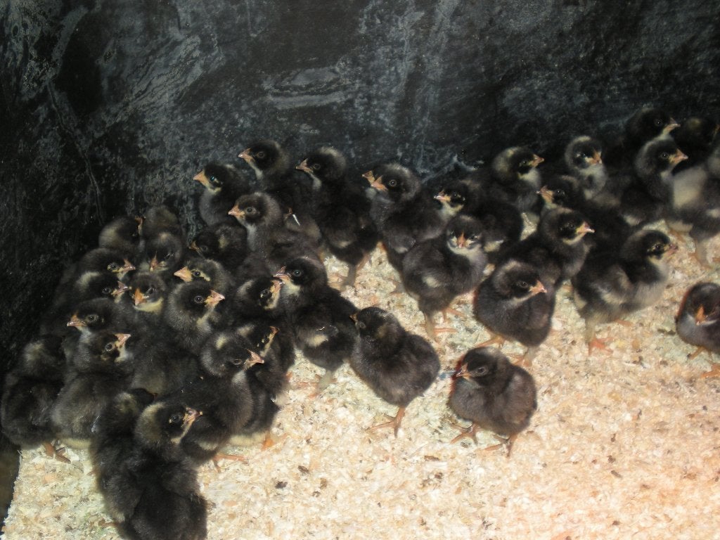 Kuikens Mechelse koekoek
