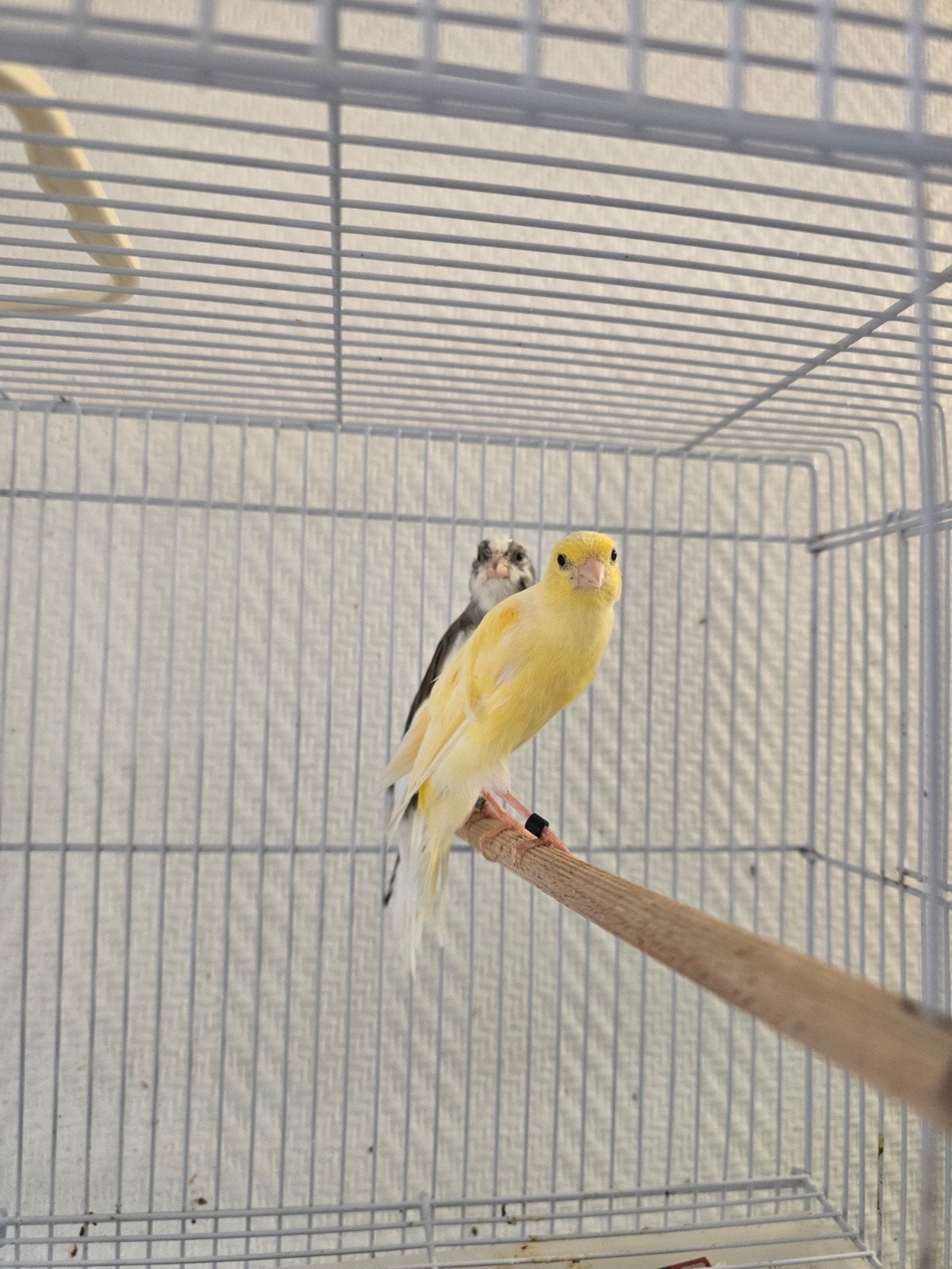 couple canari 2025, 45€, Animaux & Accessoires