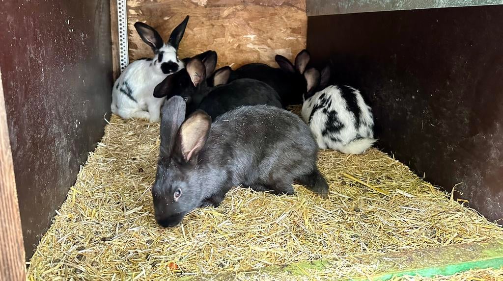Konijnen, Dieren en Toebehoren, Konijnen, Klein, Hangoor