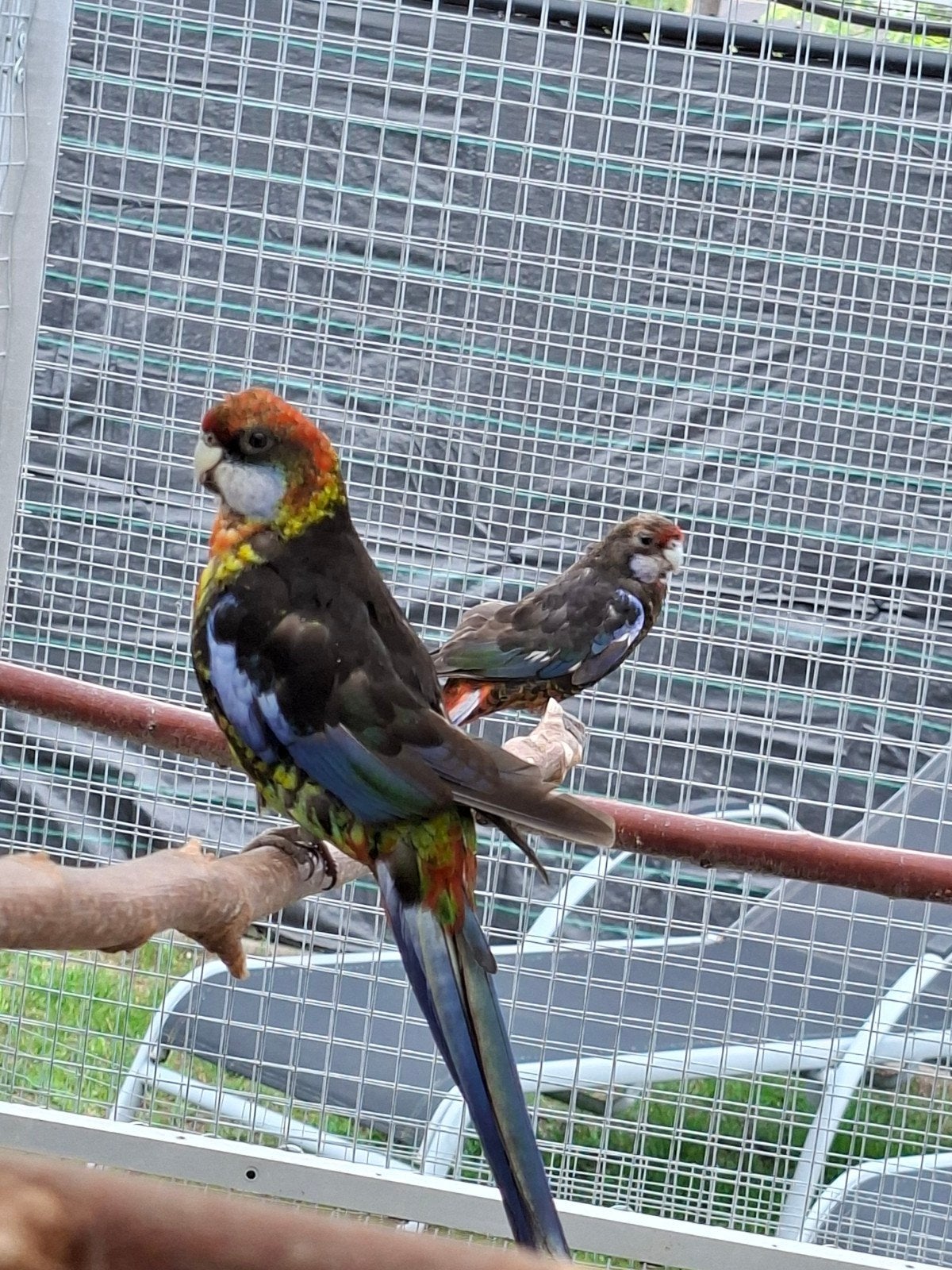 Koppel rosella