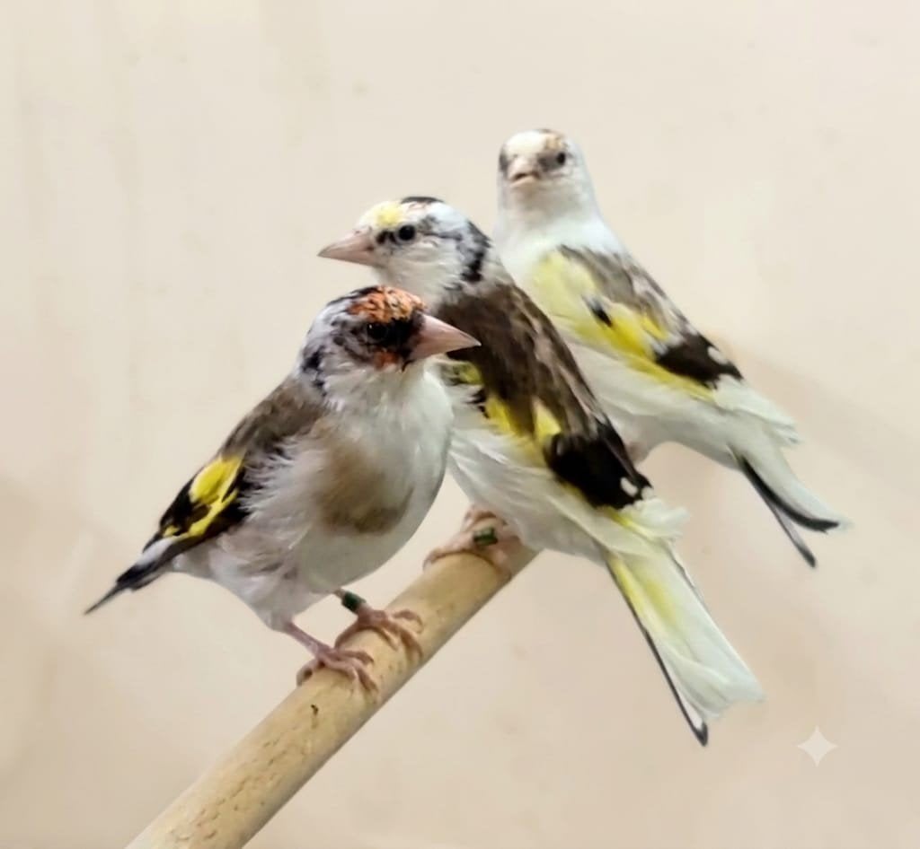 diverse majoor putters 2026 te koop., Dieren en Toebehoren, Vogels | Overige Vogels, Meerdere dieren, Wildzangvogel, Geringd