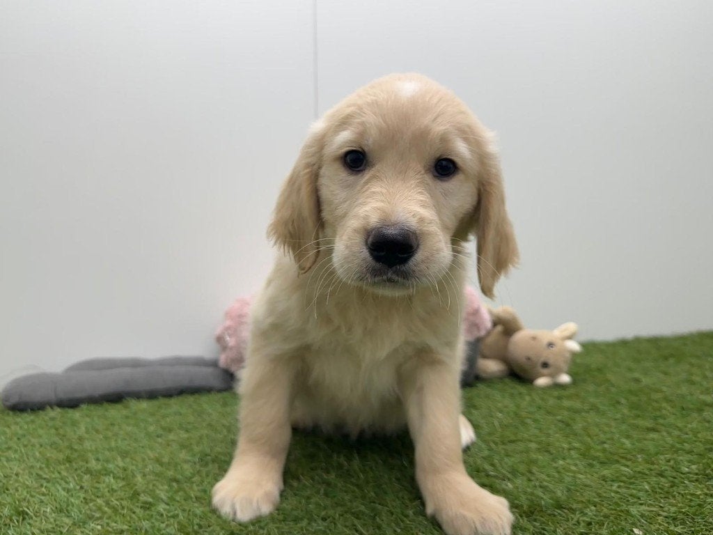 Nid de Golden Retriever, Animaux & Accessoires, Golden retriever, Maladie de Carré (chiens), Plusieurs, Belgique