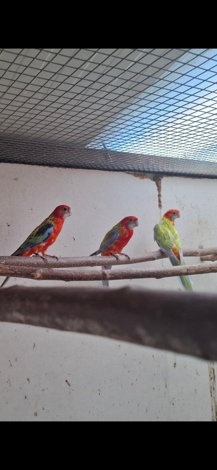 opaline pastel / GG en blauw, Dieren en Toebehoren, Vogels | Parkieten en Papegaaien, Meerdere dieren, Parkiet, Geringd