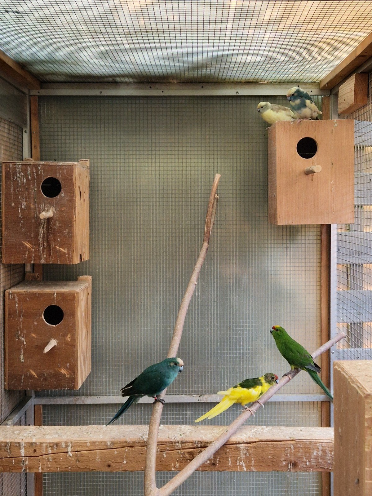 Kakariki's, Dieren en Toebehoren, Vogels | Parkieten en Papegaaien