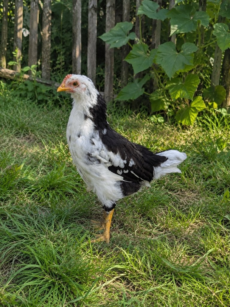 Bonte leghorn (excelsior), Dieren en Toebehoren, Pluimvee, Mannelijk, Kip