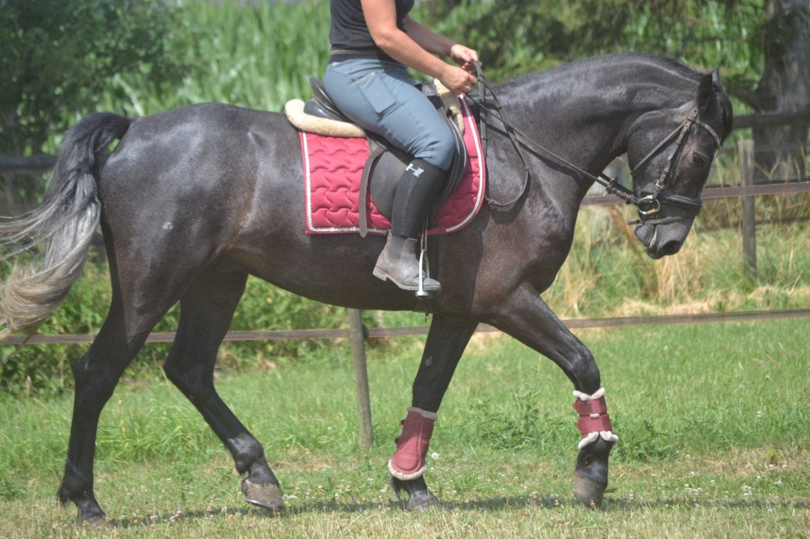 lieve fijne ruin, Dieren en Toebehoren, Ruin, Zadelmak