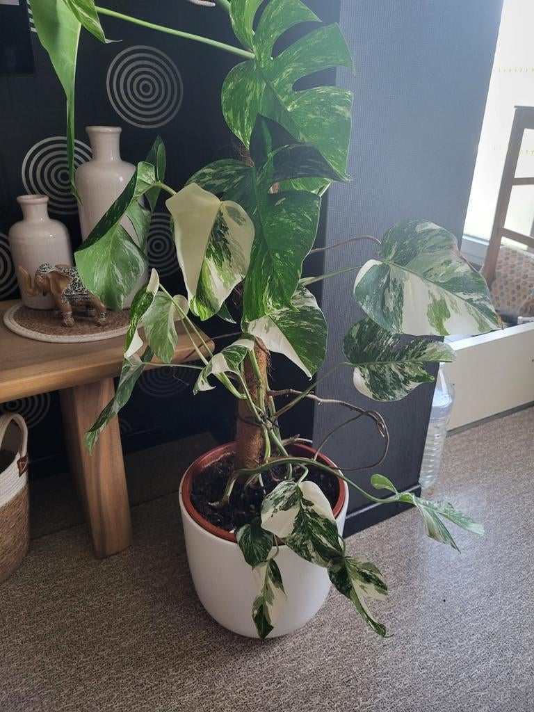 Monstera variegata