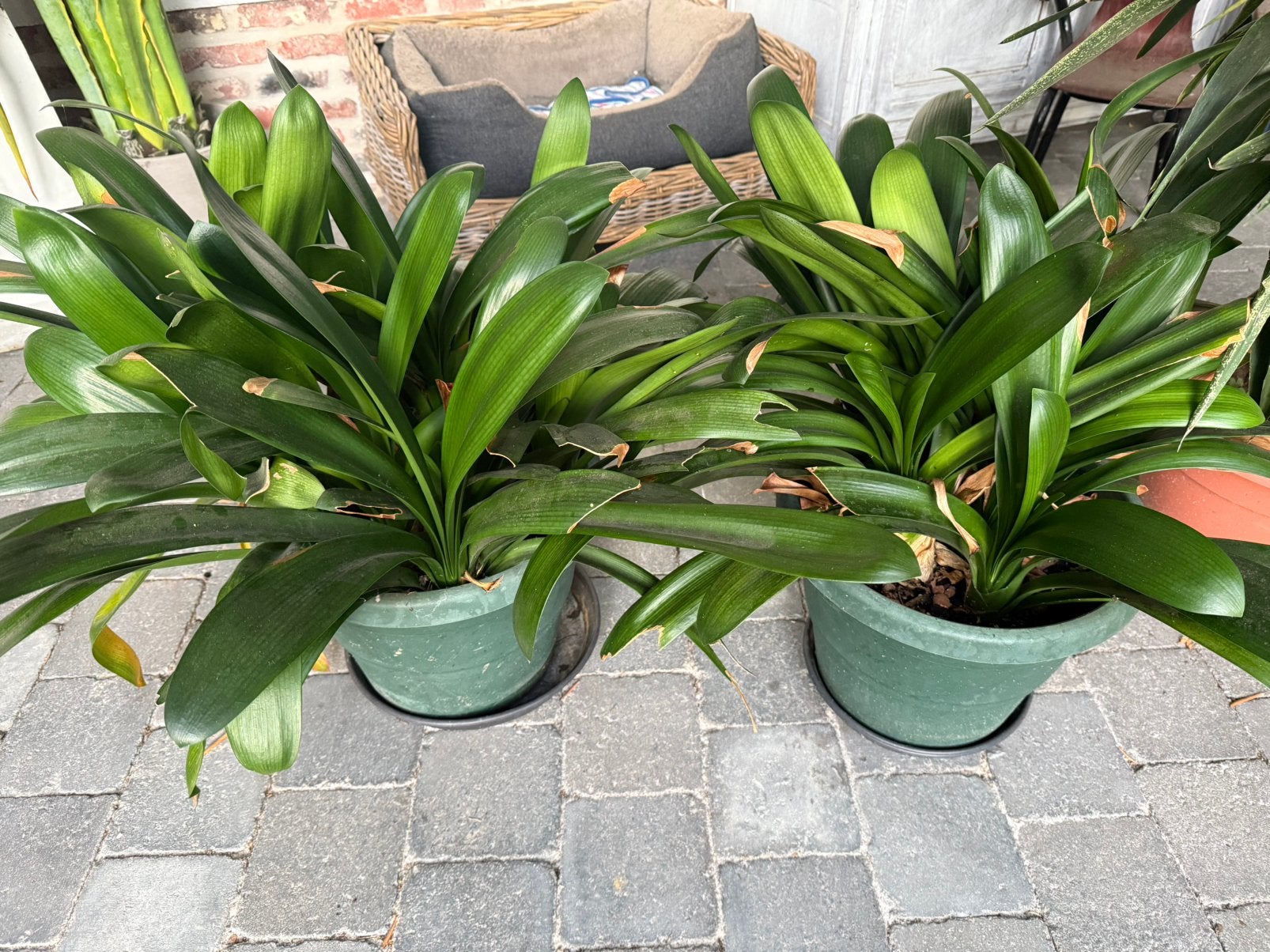 2 grote clivia planten, Enlèvement ou Envoi