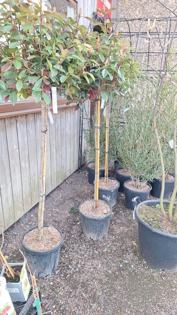 ‼️Photinia red robin aan promoprijzen ‼️, Enlèvement