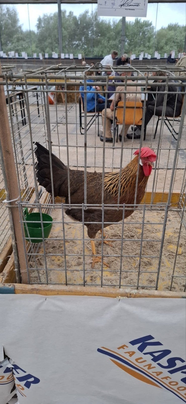 leghorn patrijs