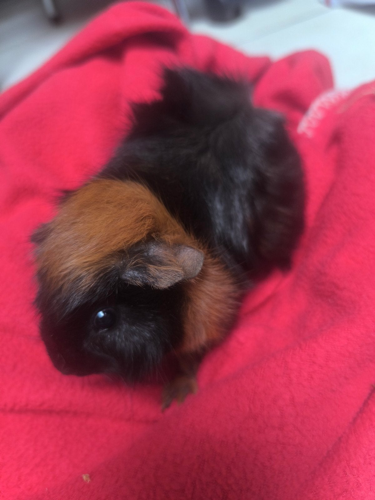 cavia, Animaux & Accessoires, Rongeurs, Juin, Cobaye
